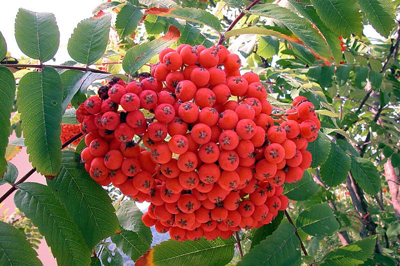 Офика плод - Sorbus aucuparia L.