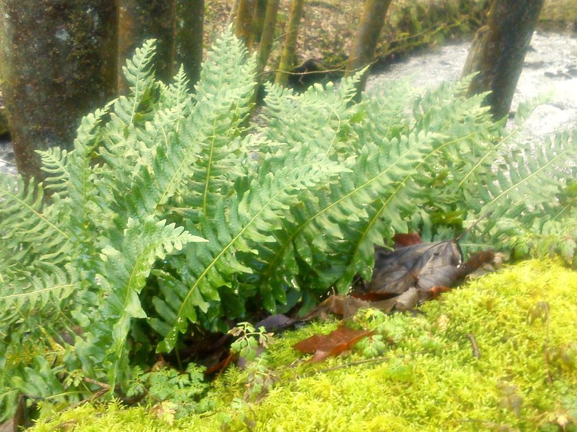 Сладка папрат (Polypodium vulgare) - корен
