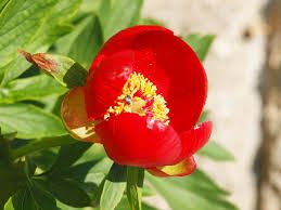 Божур (Paeonia) - цвят