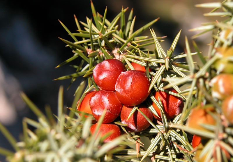 Червена хвойна (Juniperus oxycedrus)