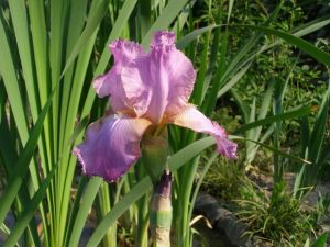 Перуника (Iris Germanica) - корен
